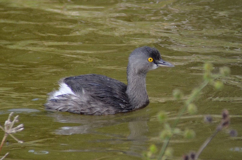 Grebe, Least, 2012-12313651 Sabal Palm Sanctuary, TX.JPG - Least Grebe. Sabal Palm Sanctuary, TX, 12-31-2012